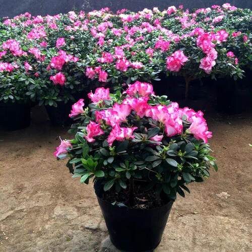 杜鹃花盆栽带花苞四季开