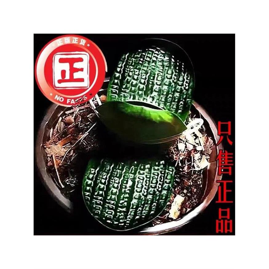 东北国宝级君子兰名贵虎