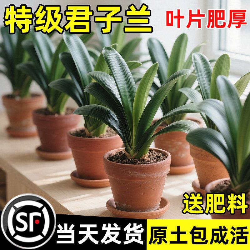 四季君子兰盆栽花苗物蝴