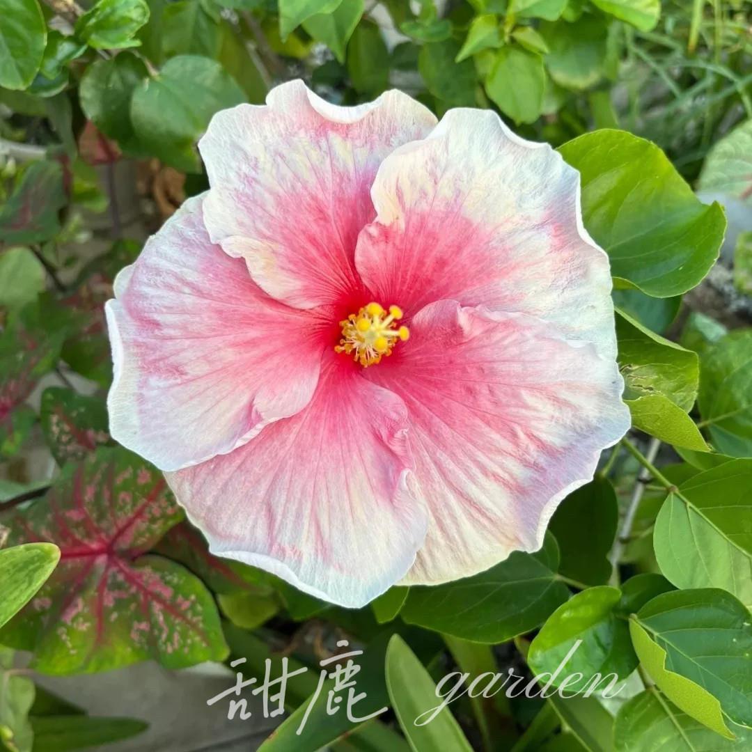 新品合集芙蓉葵木槿扶桑