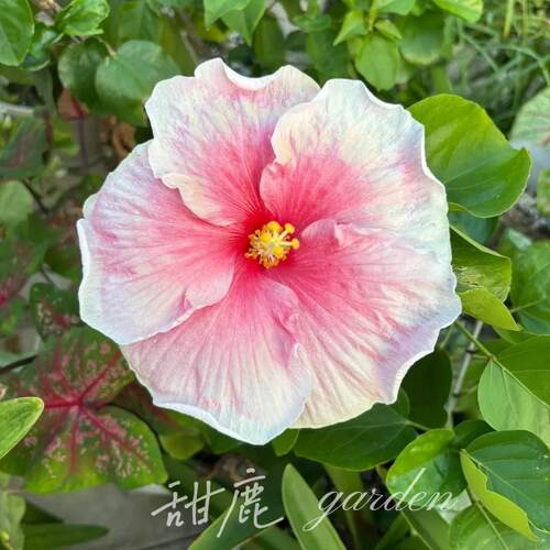 新品合集芙蓉葵木槿扶桑