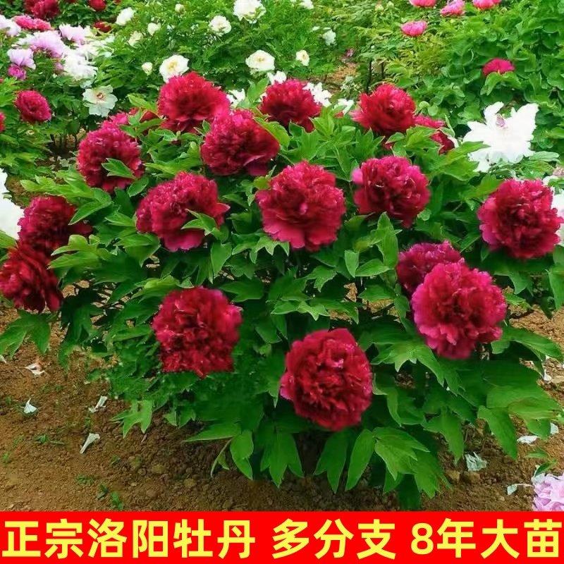 名贵洛阳牡丹花苗盆栽四