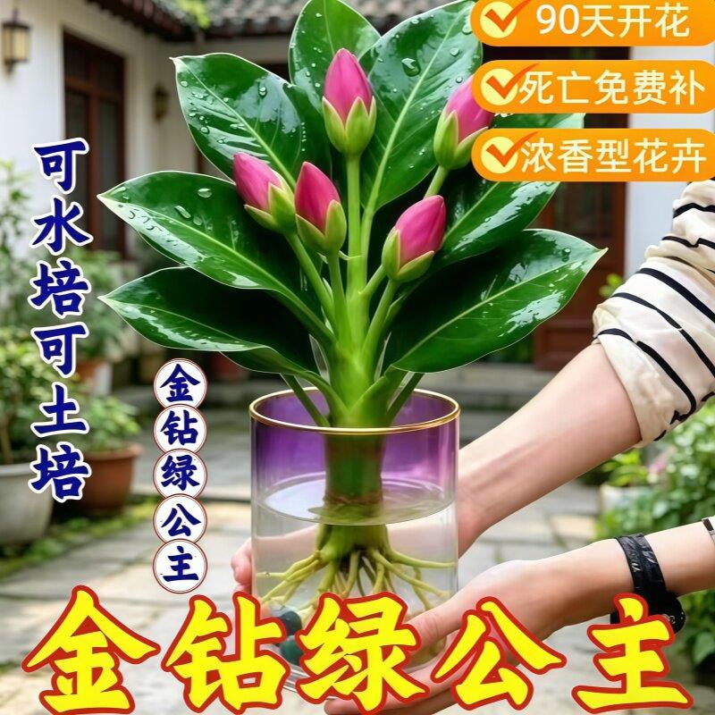 浓香型新品懒人郁金钻绿图片