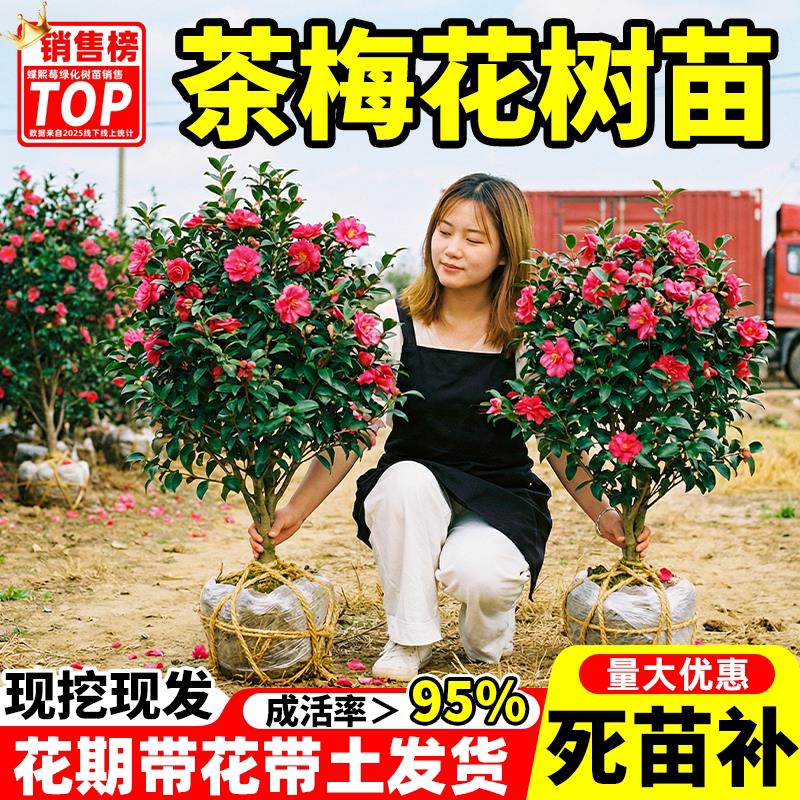 茶梅花树苗四季开花耐寒