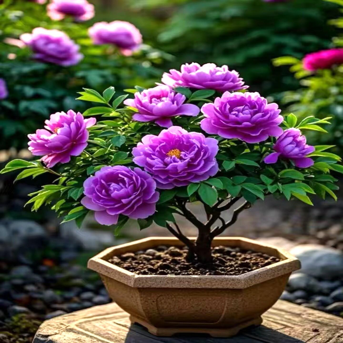 牡丹花树苗盆栽大苗洛阳图片