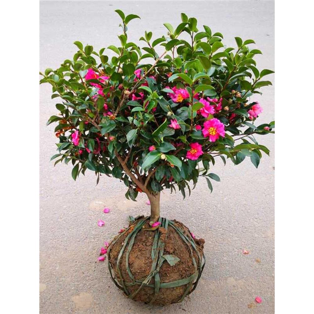 茶梅花盆栽树苗四季常青