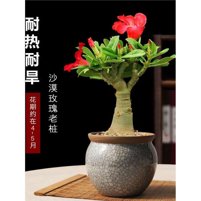 沙漠玫瑰盆栽花卉办公室