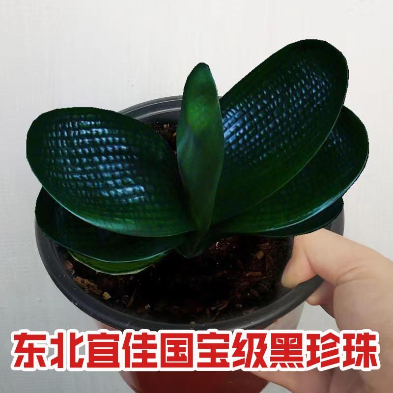 君子兰精品名贵特级黑珍