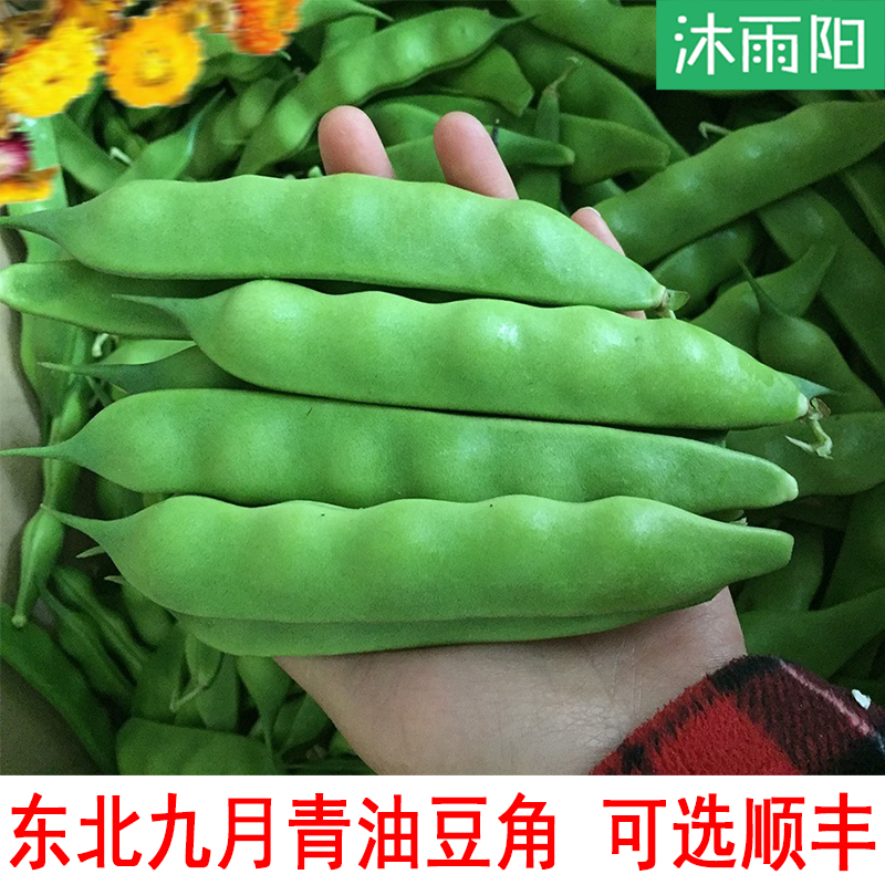 顺丰可选东北油豆角面豆角九月青特产蔬菜自种新鲜采摘发货