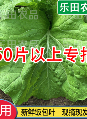 东北打饭包菜叶大白菜叶现摘饭包店大叶菜包新鲜商用80片100片邮