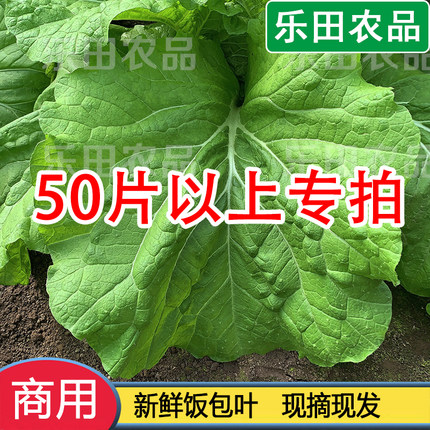 东北打饭包菜叶大白菜叶现摘饭包店大叶菜包新鲜商用80片100片邮