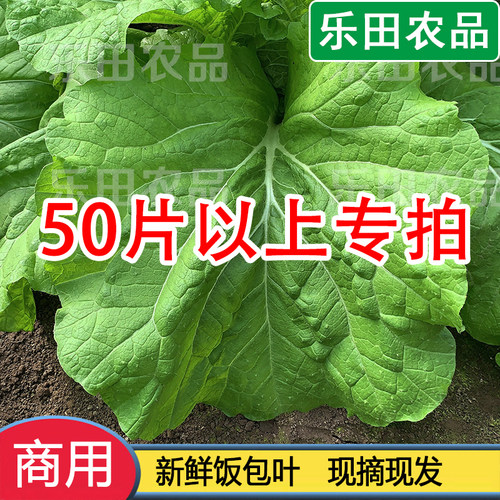 四季供应东北打饭包菜叶商用大叶