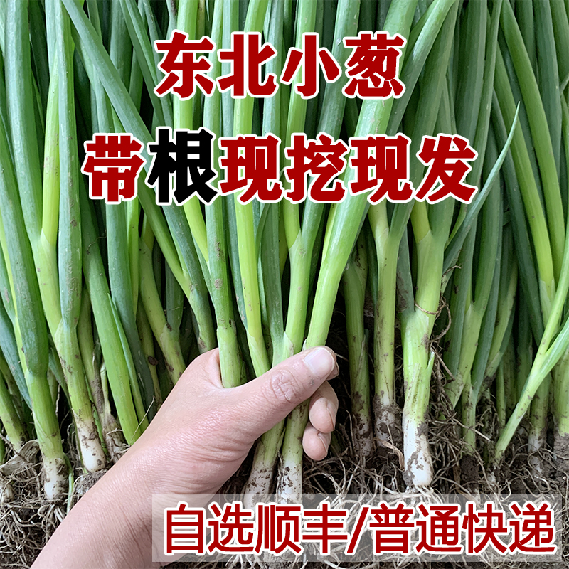 新鲜东北小葱带根现发顺丰可选