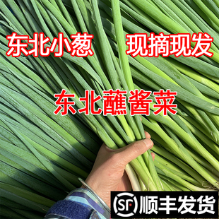 东北新鲜小葱顺丰陆运带根农家自种现摘现发小香葱蘸酱葱蘸酱菜