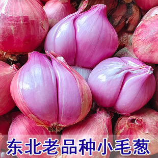 正宗东北小毛葱鬼子葱四六瓣笨毛葱老式 新鲜火葱头特产农家蘸酱菜