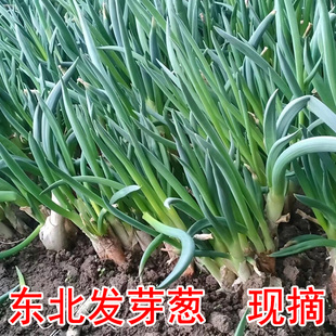 东北发芽葱新鲜羊角葱大葱蘸酱农家菜园自种特产现摘包邮