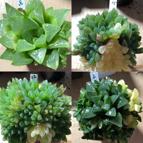 4号十二卷多肉植物福利特价一物一拍带盆带土发11月14日更新