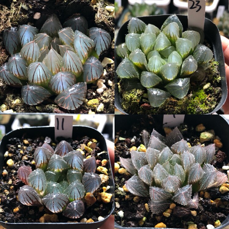 18号福利玉露玉扇寿一物一拍带多肉植物