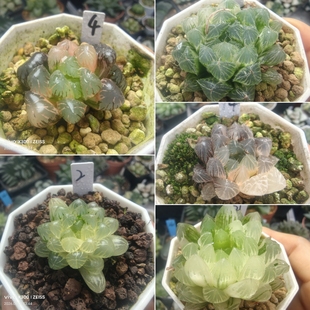 3号链接玉露锦合集一物一拍十二卷多肉植物带盆带土发货5月日更新