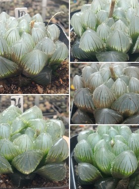 巨大化蓝镜玉露一物一拍十二卷多肉植物带盆带土发货4月19日更新