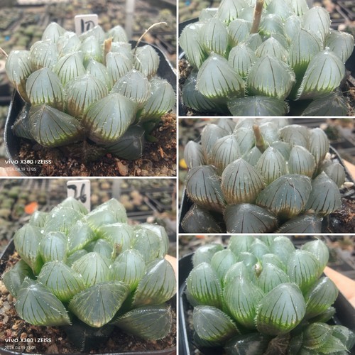 巨大化蓝镜玉露一物一拍十二卷多肉植物带盆带土发货4月19日更新