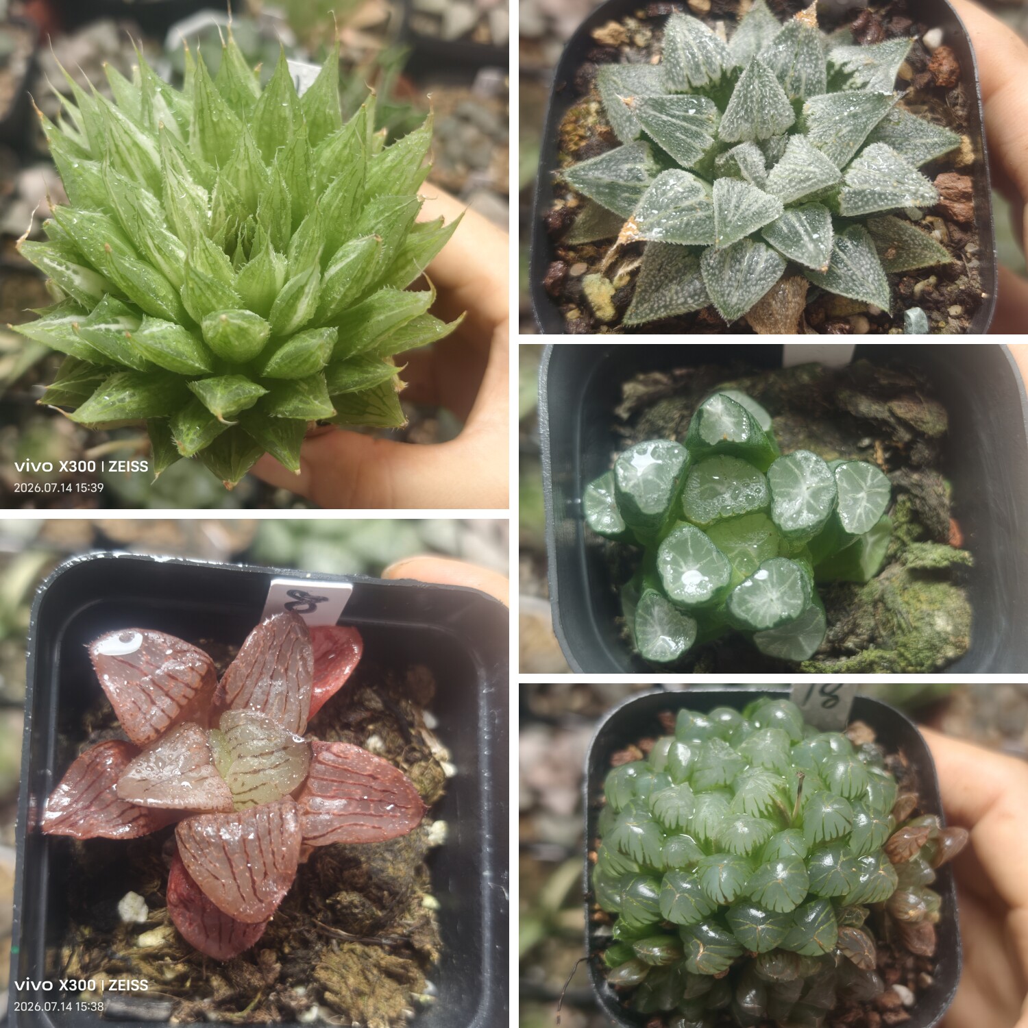 3号特价寿，玉露，万象一物一拍多肉植物