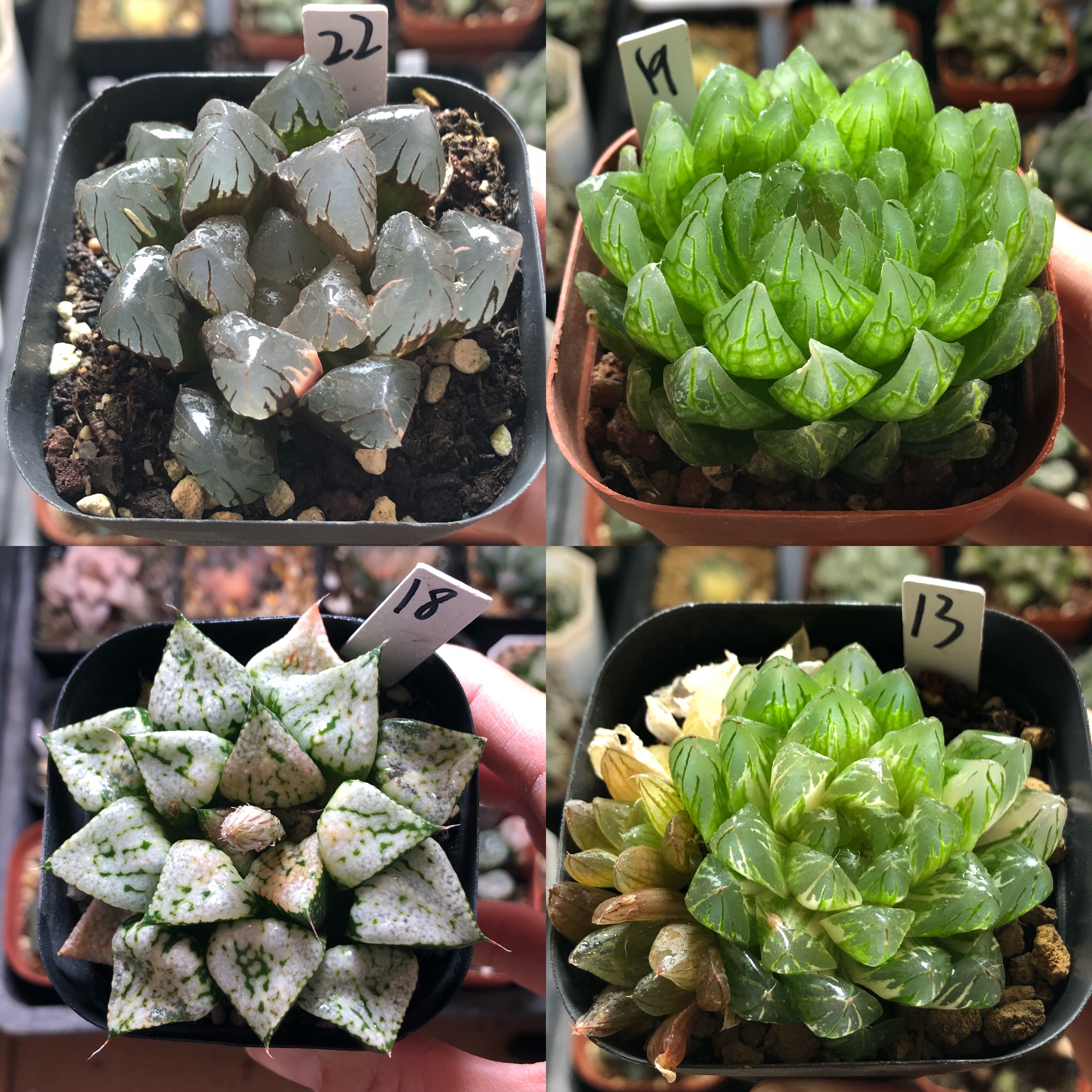 6号玉扇玉露万象寿克十二卷多肉多肉植物