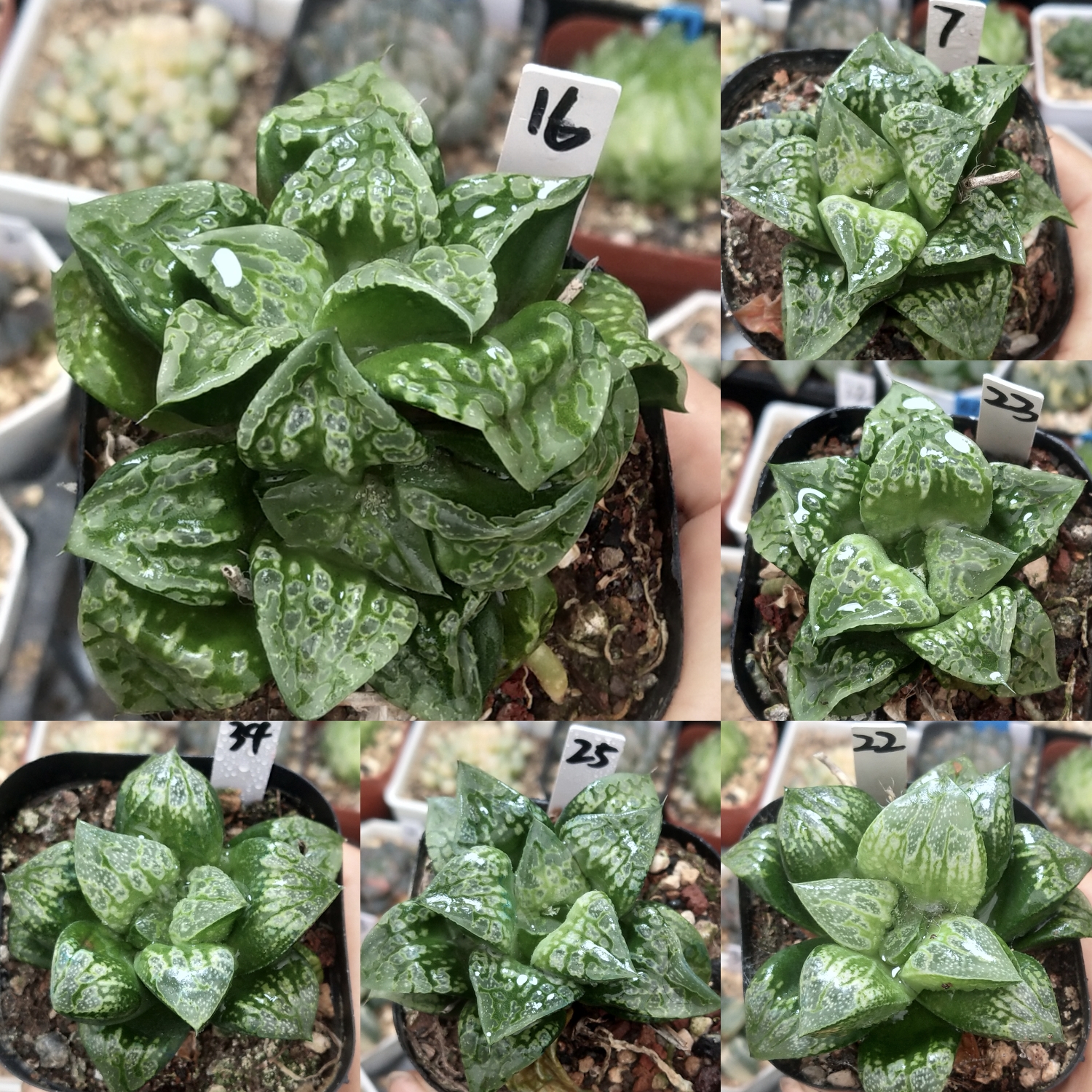 假面舞踏会皮上窗绿纹寿一物一拍十二卷多肉植物带盆发货10月11日