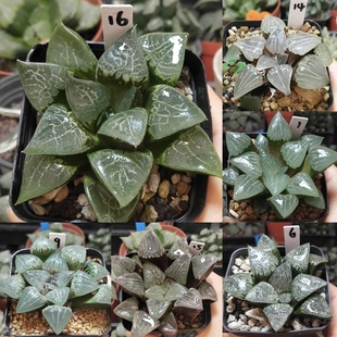 1号实生寿，克一物一拍十二卷多肉植物带盆带土发货11月14日更新