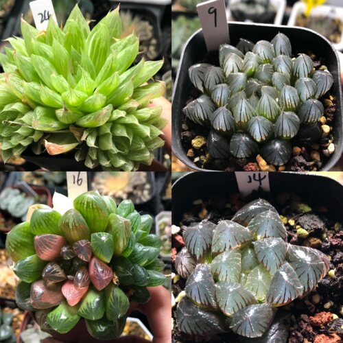 17号福利玉露玉扇万象寿一物一拍带盆发货十二卷多肉1月8日更新