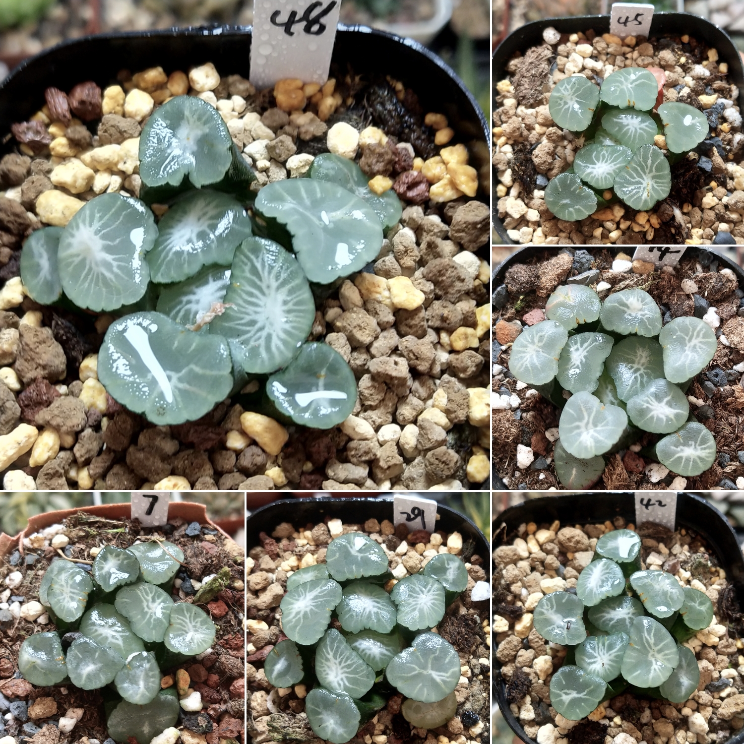 欧若拉万象优选透窗纹美十二卷多肉植物带盆带土发货10月1日更新