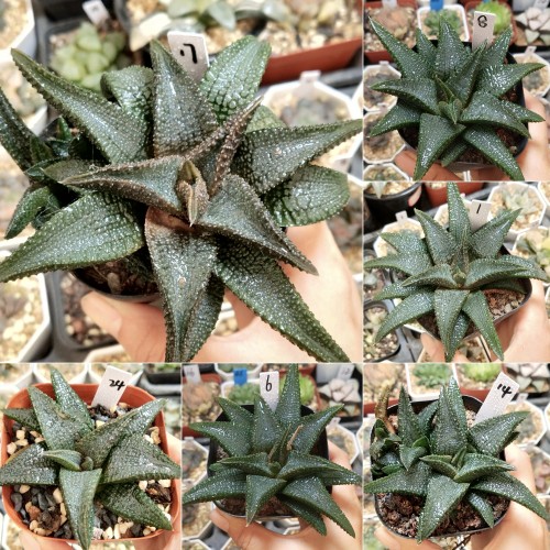 黑王硬叶优选一物一拍十二卷多肉植物带盆带土发货10月3日更新
