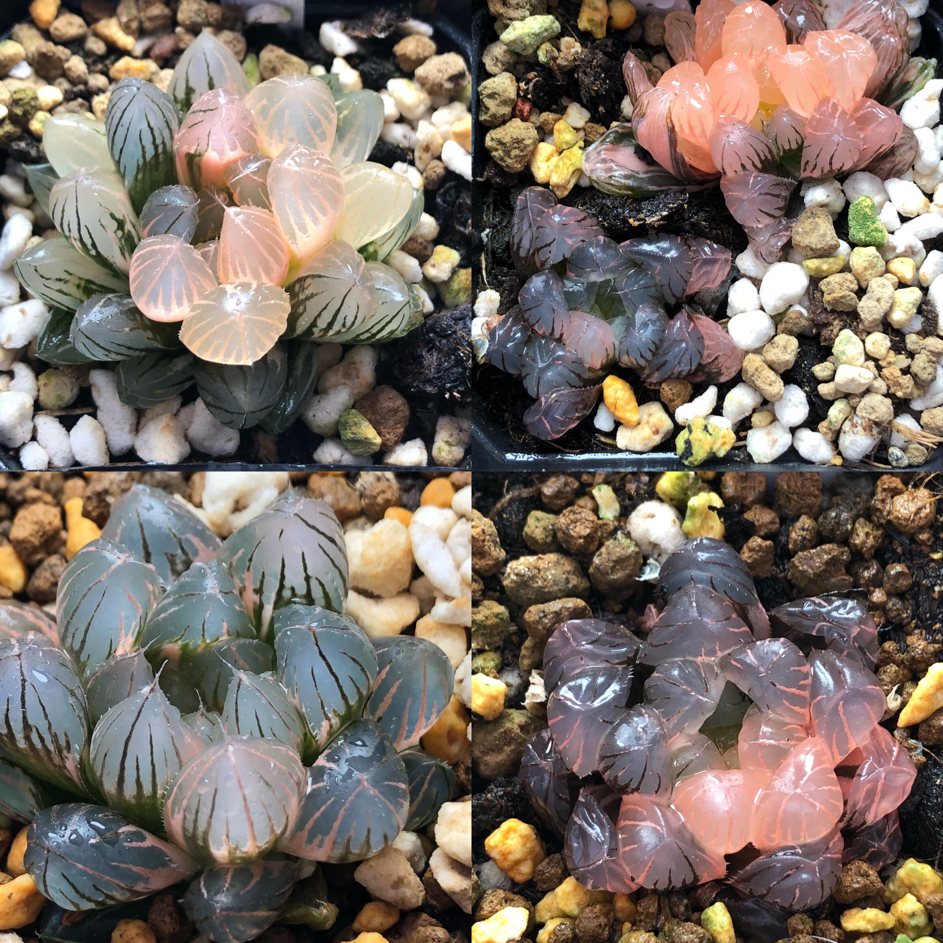 5号霓虹灯,潘灯玉露锦一物一拍带盆发货十二卷多肉11月25日更新