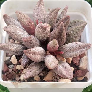 黑醬 精品多肉 可帶盆也可脫土發貨 3月31日更 水泡多肉一物一拍