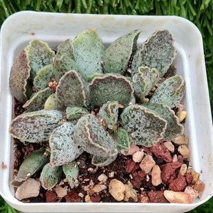 花螺 精品多肉 可帶盆也可脫土發貨 3月28日更 水泡多肉一物一拍