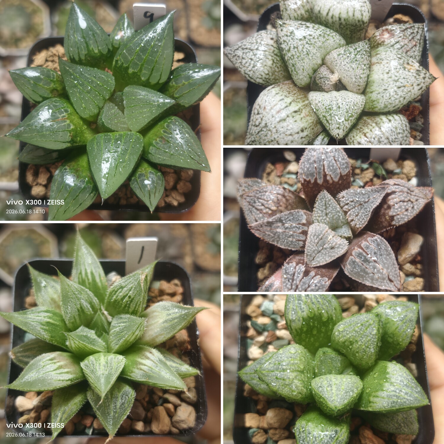 6号实生寿克，白银一物一拍十二卷多肉植物带盆土发货6月18号更新