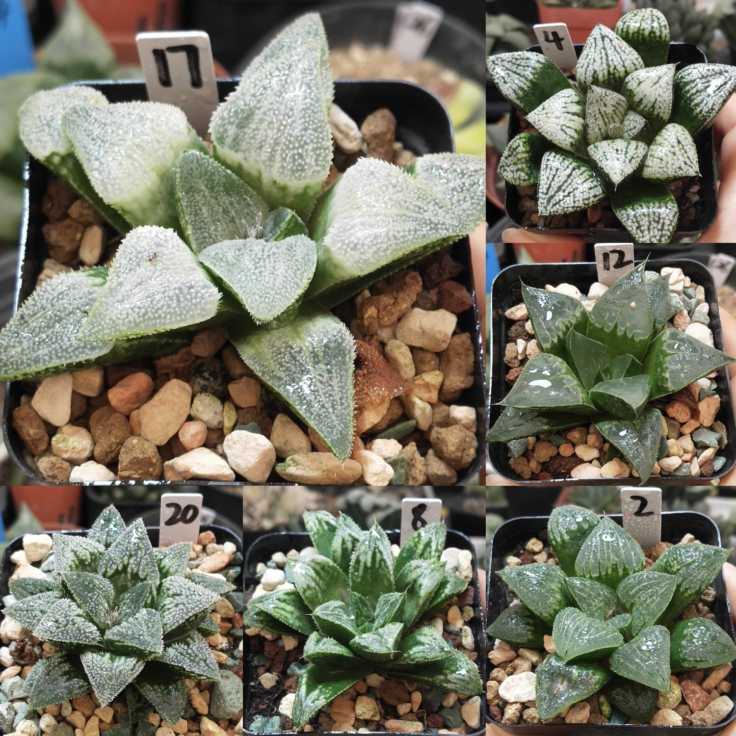 2号实生x寿x美吉x白银x青蟹十二卷多肉植物带盆发货25年11月14日
