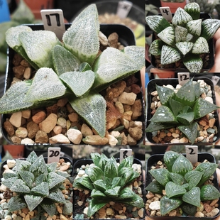 2号实生x寿x美吉x白银x青蟹十二卷多肉植物带盆发货25年11月14日