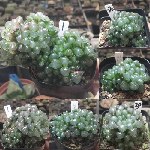 姬玉露优选一物一拍十二卷多肉植物带盆带土发货11月29日更新