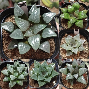 2号实生寿优选一物一拍十二卷多肉植物带盆带土发货11月12日更新