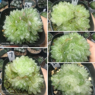 翠云玉露锦群生一物一拍十二卷多肉植物带盆带土发货4月28号更新
