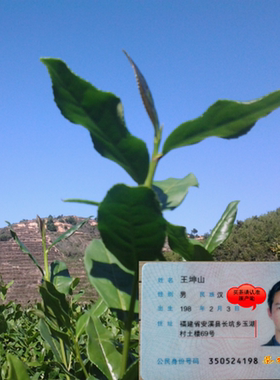 安溪高山浓香型铁观音茶叶兰花香1725清香半手工袋泡散茶韵香tea