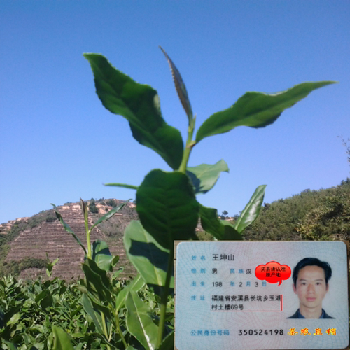安溪兰花香铁观音茶叶