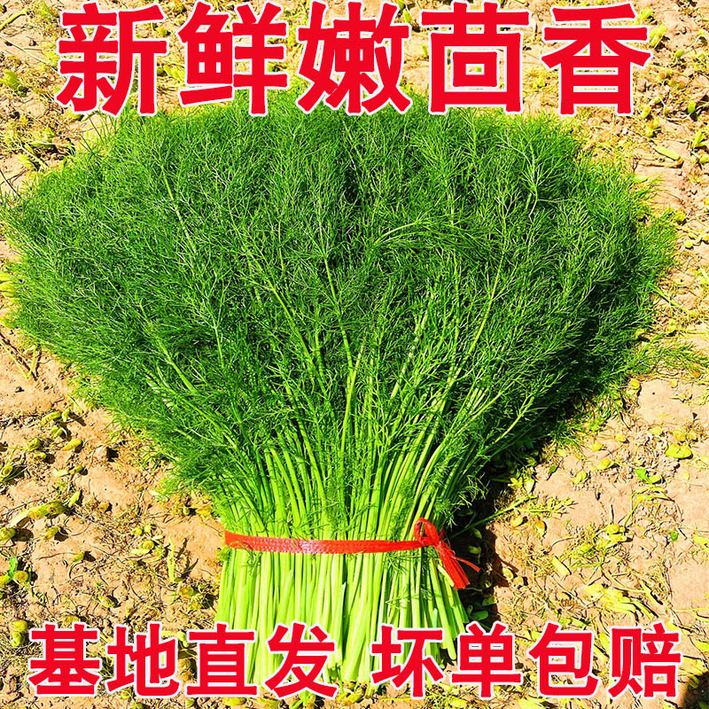 新鲜茴香菜正宗山东嫩茴香