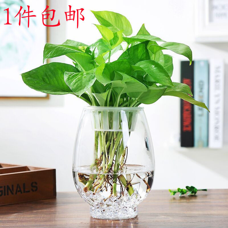 简约风大号圆球绿萝室内鱼缸器皿