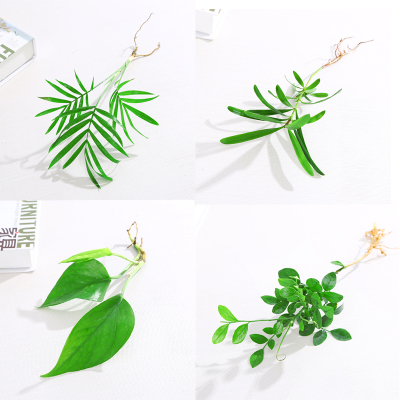 盆栽绿萝竹柏袖珍椰子水培植物