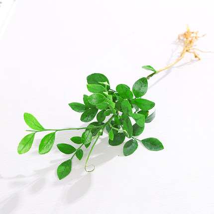 水培土培盆栽室内水培植物绿萝竹柏罗汉松九里香办公装饰净化空气