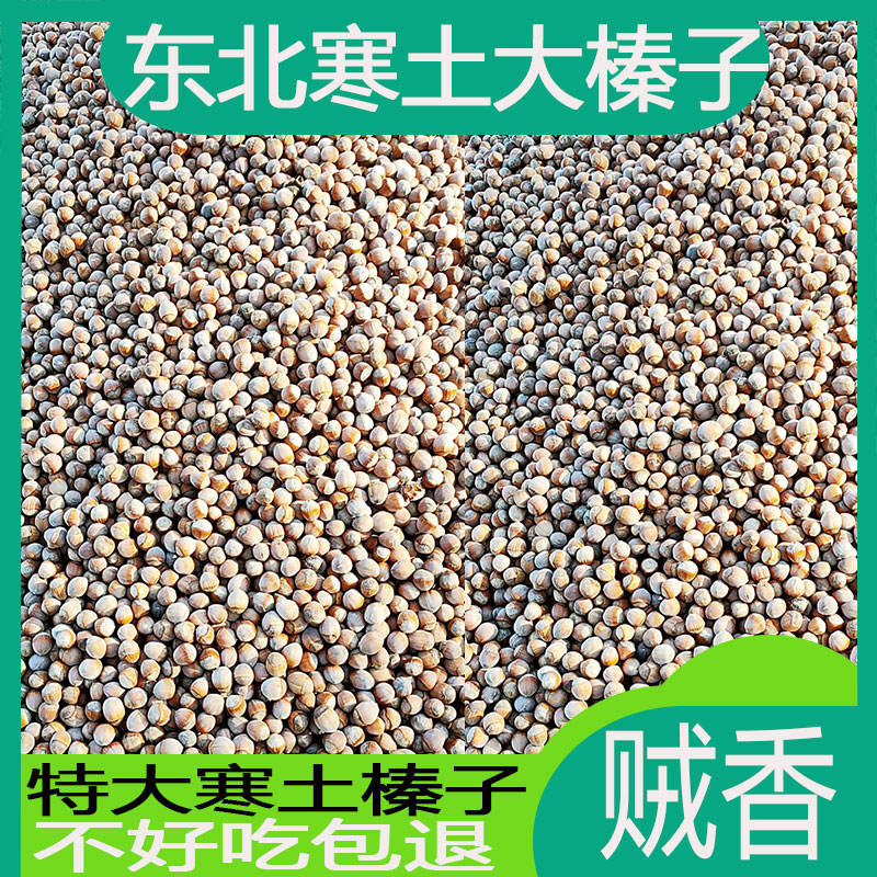 黑龙江特产东北寒土新鲜大榛子散装坚果生的新炒大榛子