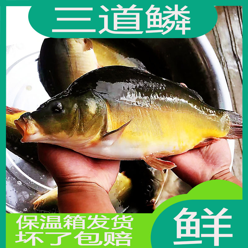东北三道鳞德国镜鲤鱼淡水鱼类黑龙江特产无鳞鲤鱼鲜活速冻发货