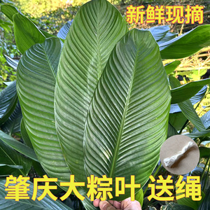 广东肇庆大号粽叶裹蒸粽肉粽叶野生新鲜现摘大小号冬叶柊叶粽子叶